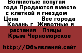 Волнистые попугаи, 2 года.Продаются вместе с клеткой и гнездом. › Цена ­ 2 800 - Все города, Казань г. Животные и растения » Птицы   . Крым,Черноморское